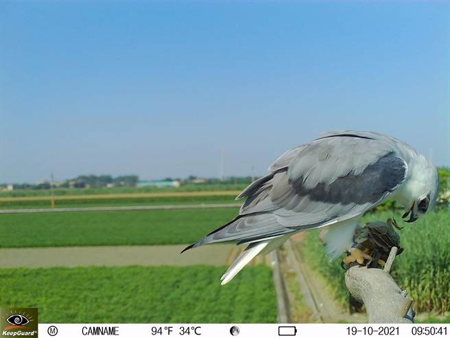 雲林縣麻雀鳥害嚴重，農民架設棲架吸引黑翅鳶驅趕麻雀。（黃金蝙蝠館提供／張朝欣雲林傳真）