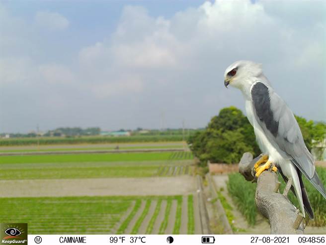 雲林縣麻雀鳥害嚴重，農民架設棲架吸引黑翅鳶驅趕麻雀。（黃金蝙蝠館提供／張朝欣雲林傳真）