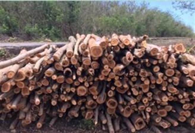 （银合欢枝材。图／林务局提供）
