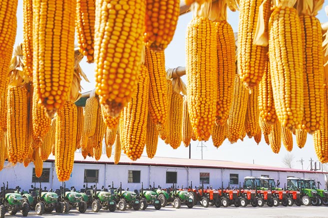 大陆国务院总理李克强指示，全年粮食产量继续保持在1.3兆斤（6.5亿吨）以上，确保粮食安全。（新华社）