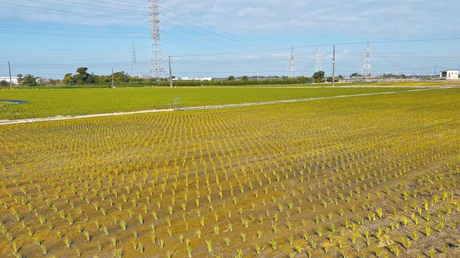 台南一期稻作已陸續開始插秧，配合水稻新政，後壁區今年申報種植面積僅420公頃。（張毓翎攝）