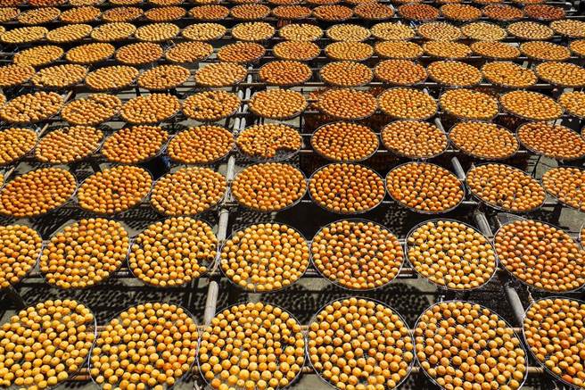 趁着九降风吹起的秋季，用镜头留住「金黄柿界」的画面。(图／林格立)