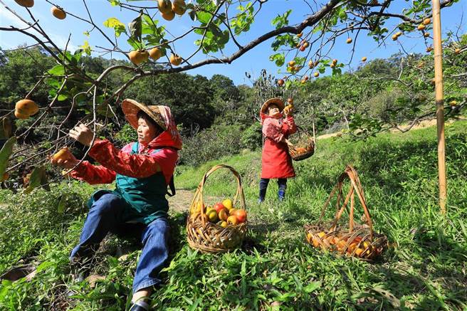 味卫佳第三代出嫁的女儿刘竹英、刘珍珠，演绎农忙时回娘家摘柿子的日常。(图／林格立)
