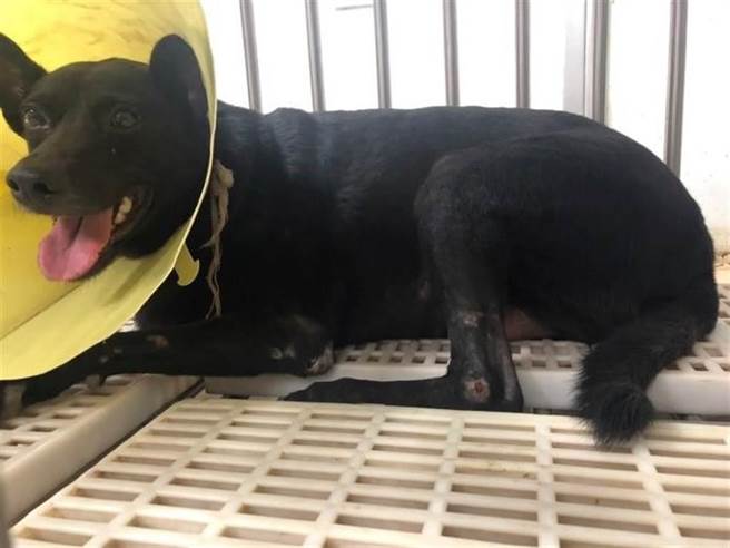 高雄陈姓女子饲养一只米克斯犬，前年5月陈女带着爱犬到宠物美容店剪指甲，未料，过程中狗狗突然挣脱嘴套，咬伤龚姓美容师左脸颊，但法官认为陈女有依指令帮忙协助防护，因此认定陈女无责，判龚女败诉。（资料照片）