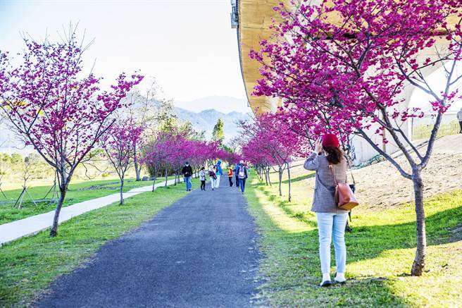 竹東河濱生態公園櫻花陸續綻放，鎮公所26日將舉辦「竹東親子健行賞櫻趣」活動。（羅浚濱攝）