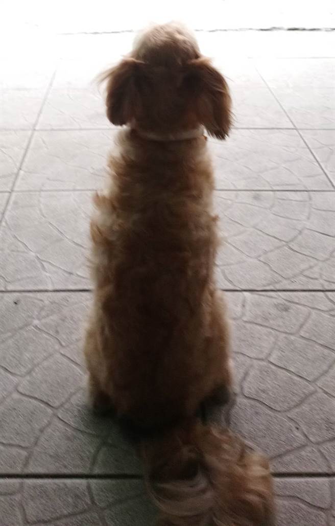 德福是一只非常亲人的狗，日前走失后不幸被车撞，让饲主一家人都非常不舍。(图/德福姊姊授权)