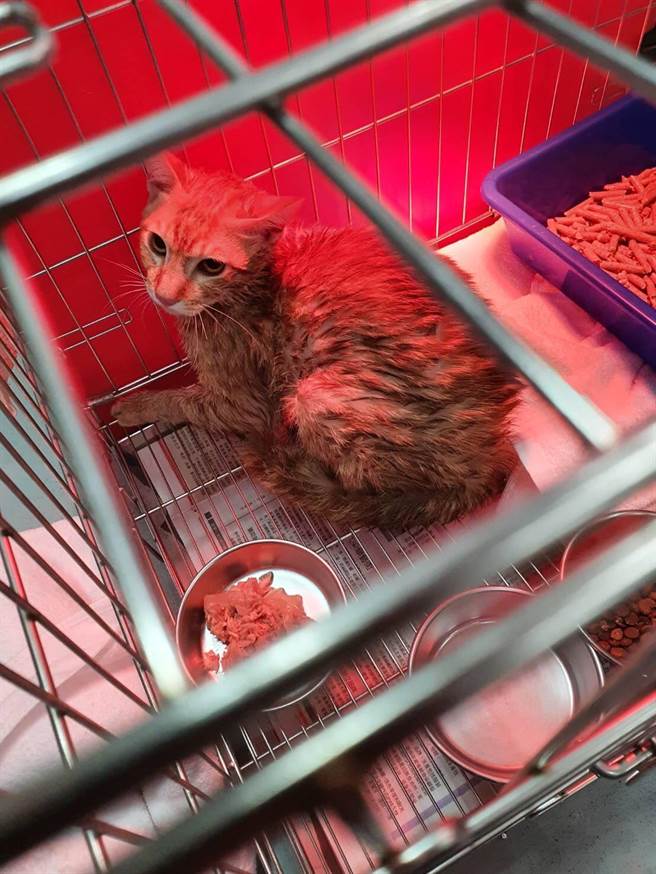 動保員順利救援小橘貓並帶回板橋動物之家。（新北市動保處提供）