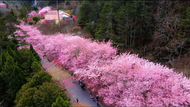武陵农场出现壮观樱花流奇景，绵延长达3公里，卷起粉红风暴。（武陵农场提供／王文吉台中传真）