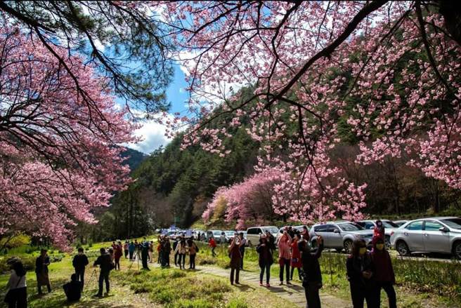 武陵农场红粉佳人樱花盛开中，游客蜂拥而至。（武陵农场提供／王文吉台中传真）