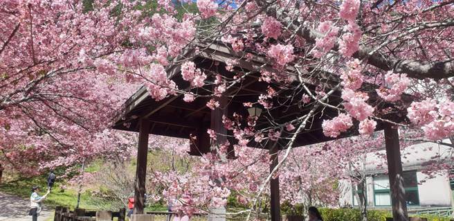 武陵农场「明福亭」是内行人才知道的赏樱秘境之一。（武陵农场提供／王文吉台中传真）
