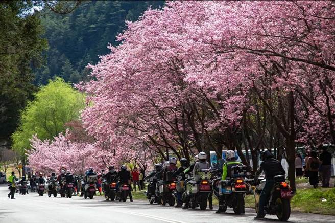 武陵农场红粉佳人樱花盛开中，游客蜂拥而至。（武陵农场提供／王文吉台中传真）