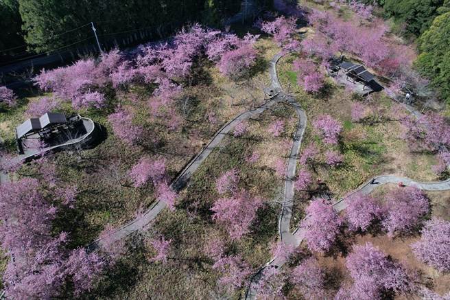 福寿山农场千樱园遍植6千多株樱花，目前大岛樱、富士樱爆开中。（福寿山农场提供／王文吉台中传真）