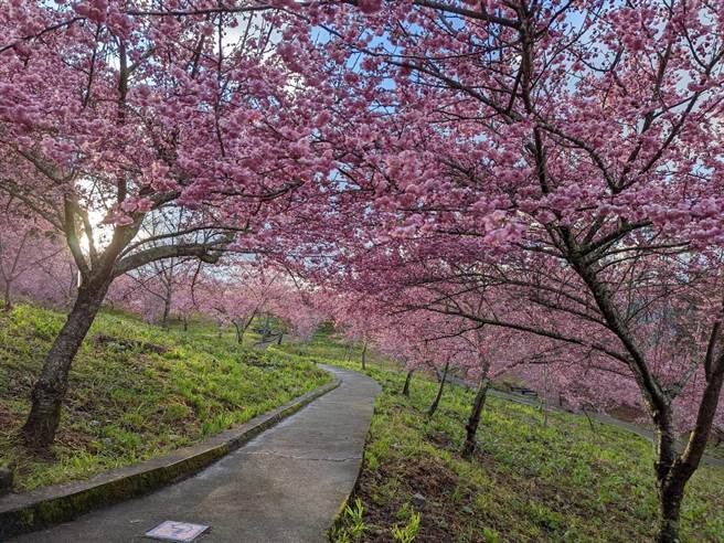 福寿山农场千樱园遍植6千多株樱花，目前大岛樱、富士樱爆开中。（福寿山农场提供／王文吉台中传真）