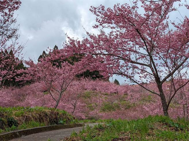 福寿山农场千樱园粉红色系樱花正爆开中。（福寿山农场提供／王文吉台中传真）