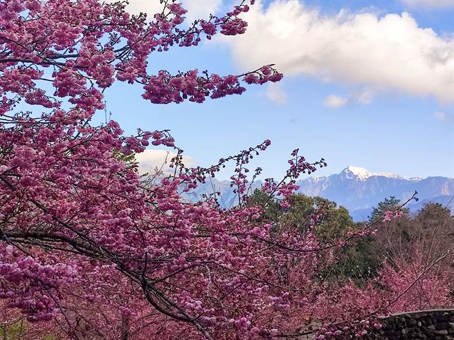 福寿山农场千樱园粉红色系樱花正爆开中。（福寿山农场提供／王文吉台中传真）
