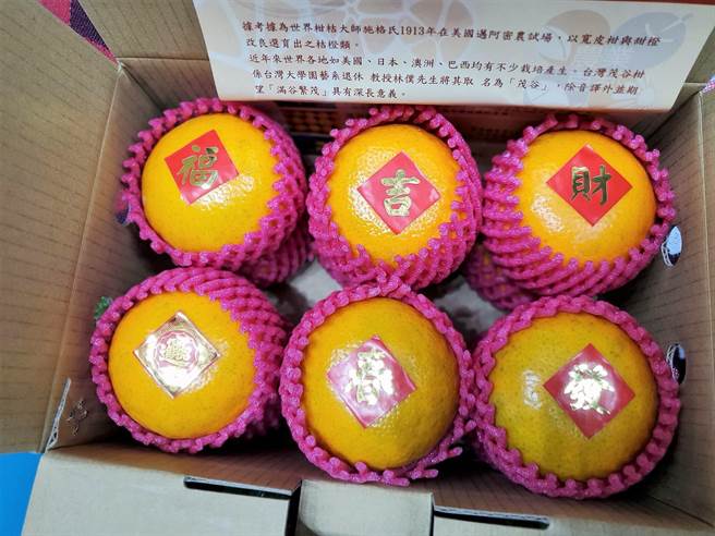 今年茂谷柑成熟期的气温偏低以致晚熟，云林县部分茂谷柑果农仍未完全收成，但买气又降温，云林县府协助促销。（周丽兰摄）