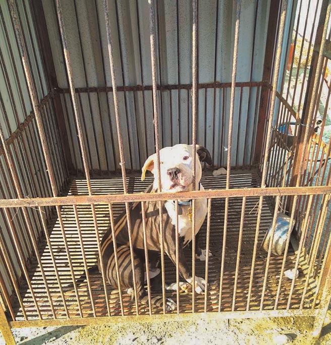 嘉義縣布袋某鎮民代表飼養的比特犬上月咬傷鄰居飼養的黑狗，家畜所已通知飼主到案說明。（讀者提供／張亦惠嘉縣傳真）