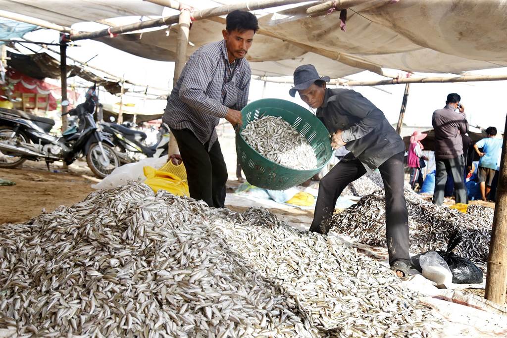 与过去历史纪录相比，洞里萨湖的渔业已经萎缩40%。(图/中新社)(photo:ChinaTimes)