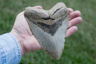 修房子挖出鋸齒狀石頭 竟是滅絕百萬年海中霸主牙齒