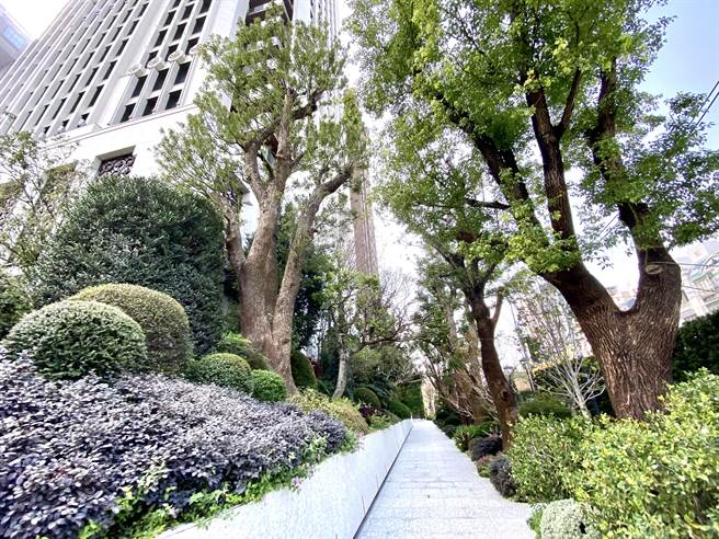 「联聚瑞和大厦」打造如绿色隧道的人行道，绿树扶荫，春在枝头已十分的当季花朵盛开。（卢金足摄）