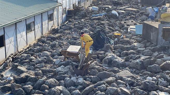 搜救犬训练过程。（洪靖宜摄）