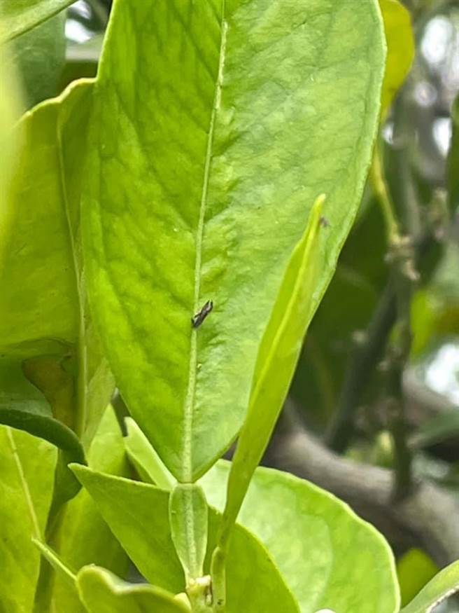 梅山农民反应柑橘叶片转黄疑似得黄龙病，实际勘查时在叶片上发现黄龙病传播媒介木虱。（陈信文提供／张亦惠嘉县传真）