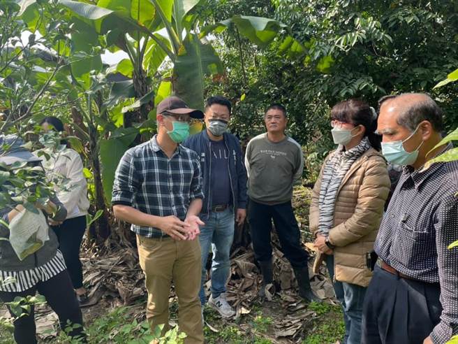 议员陈信文（左二）会同农业处及农试所专家前往柑橘园实地勘查。（陈信文提供／张亦惠嘉县传真）