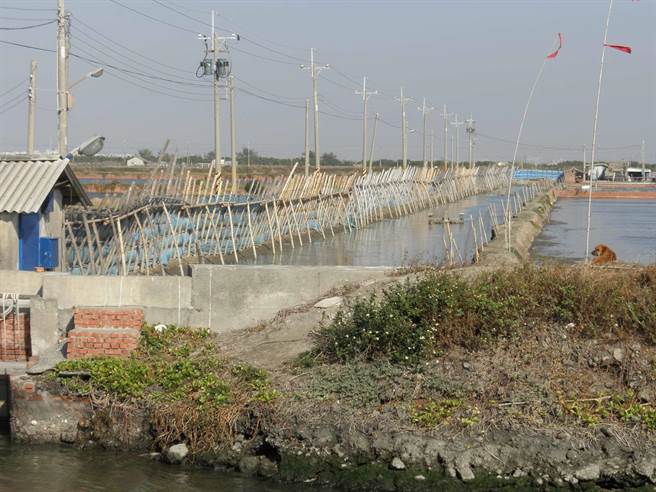 去年底至今，台南未传出因寒害造成的农损；对此，水产养殖户黄国基观察，这次冬天虽然寒冷，但温度大致都「冷得很平均」。（台南市政府提供／张毓翎台南传真）