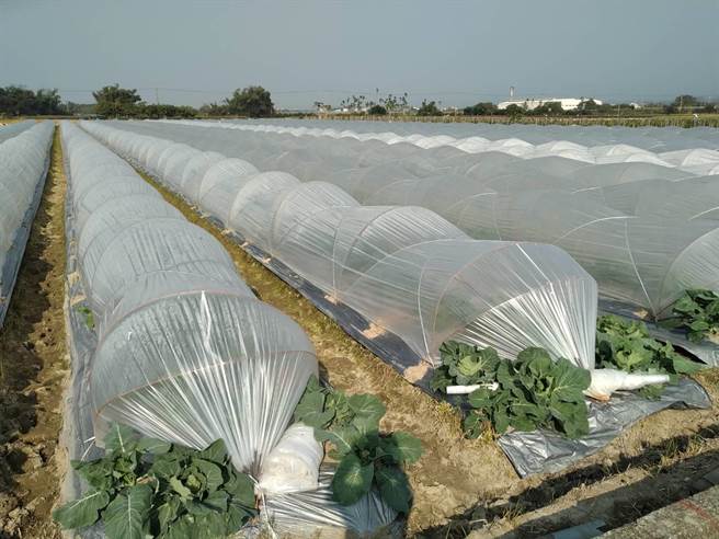 市府农业局提醒，本周末因大陆冷气团南下，农民应加强寒害防范措施。（台南市政府提供／张毓翎台南传真）