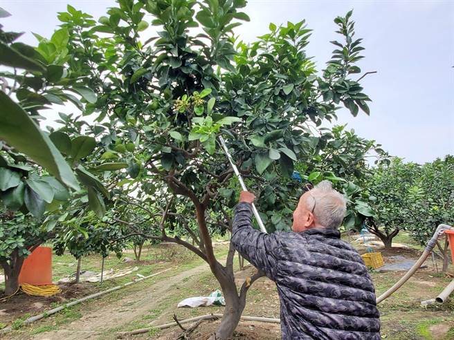 斗六市文旦老果农刘招男积极管理文旦园，他表示只要有适当的水源和有机肥，他的文旦可以在白露前採收，但销售就有赖年轻人了。（周丽兰摄）
