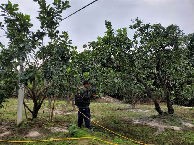 最近文旦正逢开花期需要雨水，但最近雨势不明显，必须靠人工浇水促进开花，以免耽误生产。（周丽兰摄）