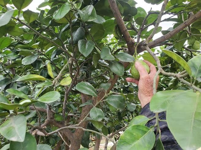 有些俗称早花的文旦已结果，此时都必须摘除。（周丽兰摄）