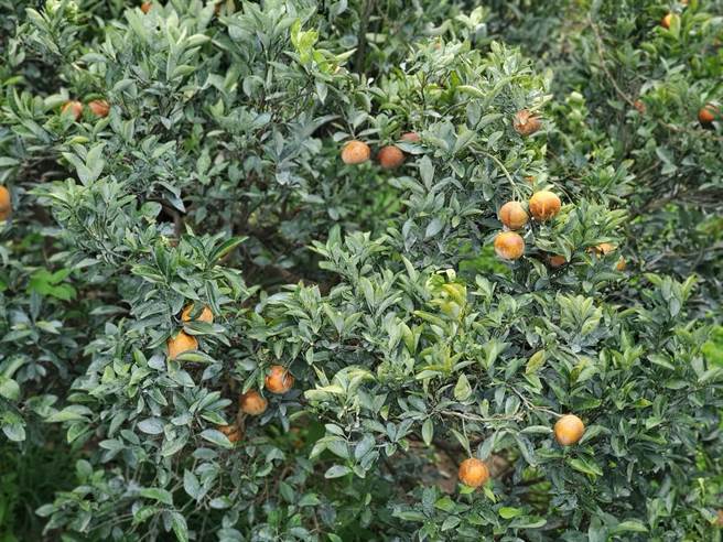 云林县部分茂谷柑园传出销售不及的憾事，果实还挂在枝头。（周丽兰摄）