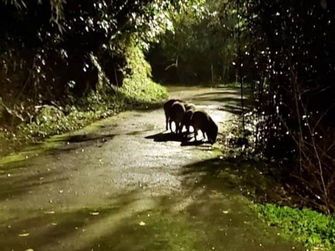 一名男网友在回家路上遇到3只山猪，让不少网友替他捏把冷汗。（图／翻摄自PTT）