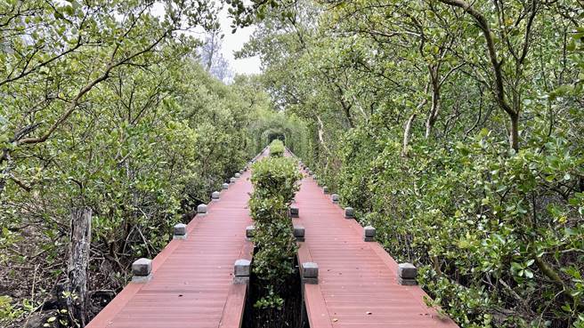 北侧木栈道两旁蔓生的红树林，让人犹如置身在红树林「迷宫」，南市府观旅局表示，南侧木栈道延伸段完工后，提升整体步道完整性。（张毓翎摄）