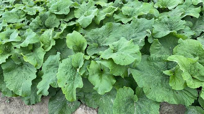 台南市佳里区是牛蒡重要产地，4月初即可採收。（台南市佳里区农会提供／刘秀芬台南传真）