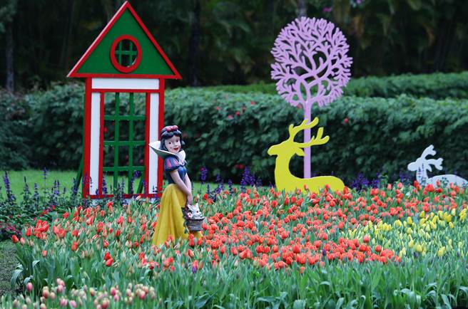 士林官郁金香花展，为春节后的情人节营造浪漫氛围外，展览期间也规划了例假日活动及文创市集，是台北都会区赏花休憩的绝佳去处。（季志翔摄）