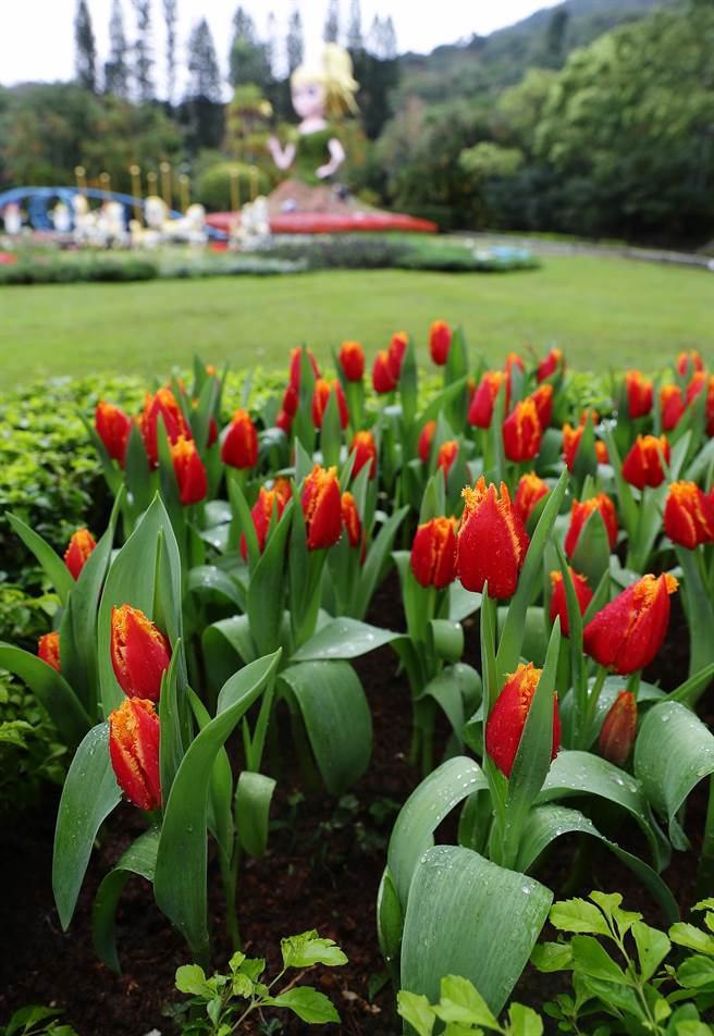 每年年初，台北士林官邸园区会以郁金香花卉为官邸换上新装，展区内有超过13万株的郁金香，这些来自荷兰及日本的郁金香，呈现缤纷浪漫的花海。（季志翔摄）