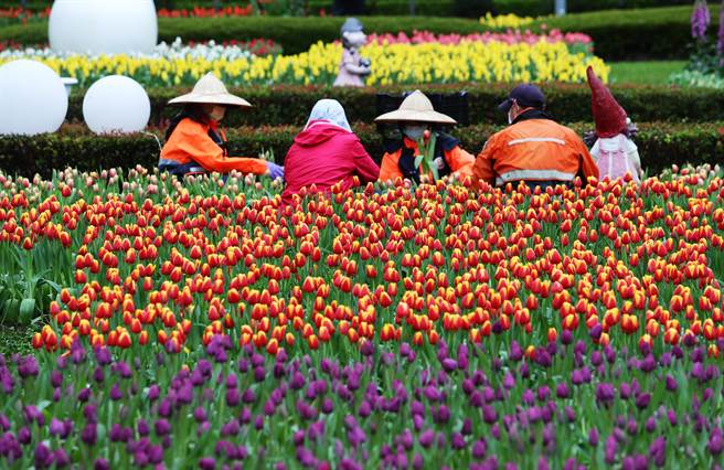 2022士林官邸郁金香展从「春天、喜悦、幸福、情感」概念出发，营造春季赏郁金香花海的浪漫氛围，带着大家感受郁金香花海的浪漫，是台北都会区赏花休憩的绝佳去处，展期将届，工作人员在一片花海中整理各式花朵。（季志翔摄）
