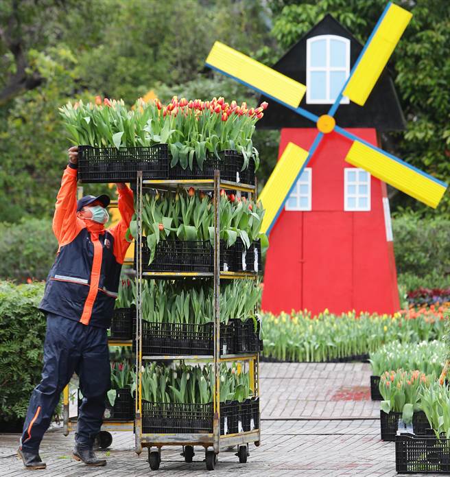 2022士林官邸郁金香展从「春天、喜悦、幸福、情感」概念出发，营造春季赏郁金香花海的浪漫氛围，带着大家感受郁金香花海的浪漫，是台北都会区赏花休憩的绝佳去处，展期将届，工作人员在一片花海中整理各式花朵。（季志翔摄）