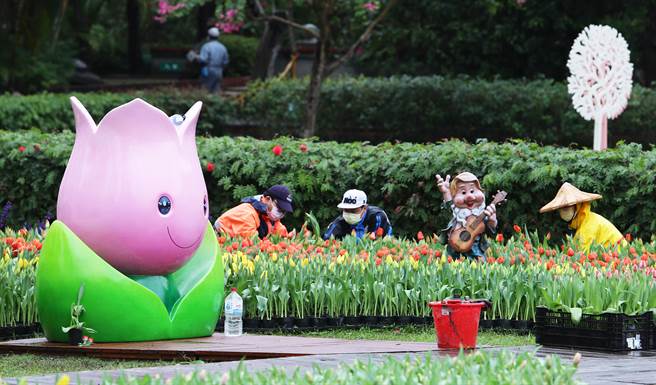 2022士林官邸郁金香展从「春天、喜悦、幸福、情感」概念出发，营造春季赏郁金香花海的浪漫氛围，带着大家感受郁金香花海的浪漫，是台北都会区赏花休憩的绝佳去处，展期将届，工作人员在一片花海中整理各式花朵。（季志翔摄）