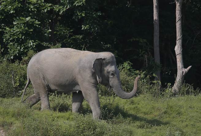 根据野生动物保存和保护法（Wildlife Conservation and Protection Act ），如果驾驶撞上大象使大象受伤或使大象死亡，最高可处10年有期徒刑或是最高可罚100万泰铢罚款，还要另外付钱照顾受伤的大象。(图/美联社) 
