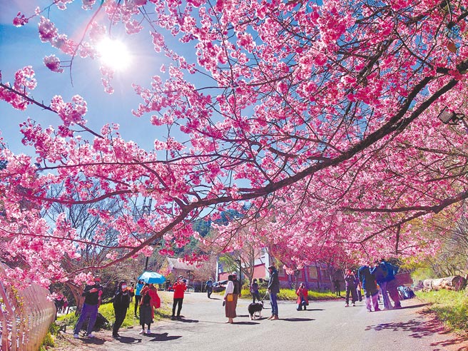 2021年游憩景点游客人数约为2.11亿人次，较上年衰退20.7％，但也有部分县市成长，表现亮眼。图为武陵农场樱花季，大批游客趋之若鹜。（黄世麒摄）