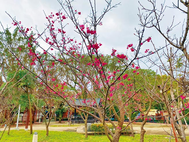 金山区樱花近期将达到全开盛况。（金山区公所提供／王扬杰新北传真）