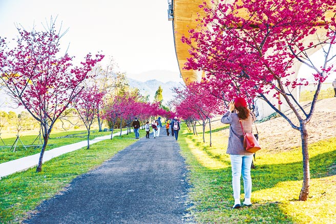 新竹县竹东河滨生态公园樱花陆续绽放，镇公所26日将举办「竹东亲子健行赏樱趣」活动。（罗浚滨摄）