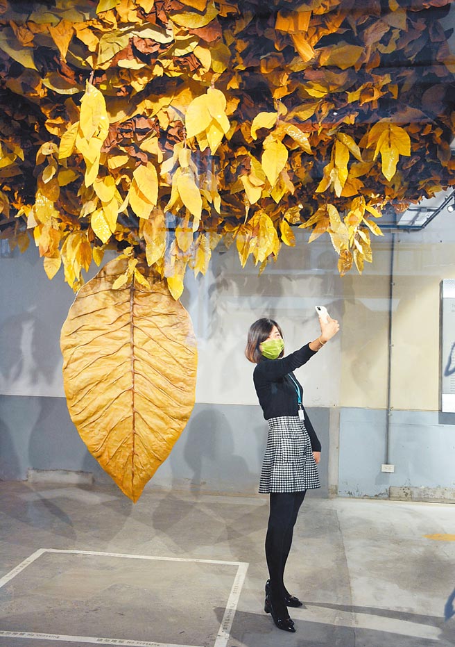 屏菸1936文化基地即将开幕，里头菸叶展预料将成网美打卡点。（林和生摄）