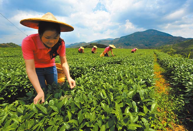福建省泉州市安溪以种茶、制茶闻名。（本报资料照片）