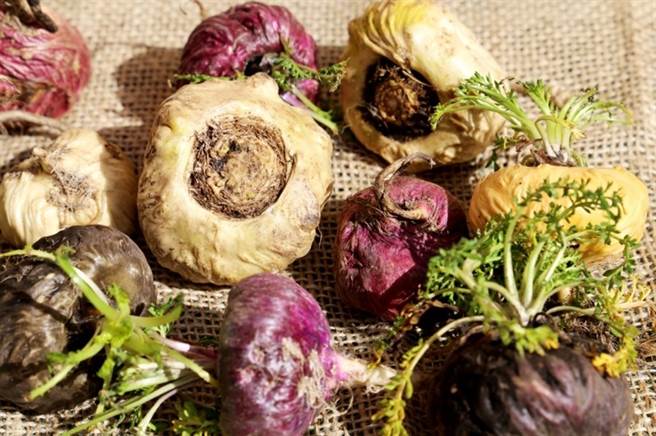 有秘鲁人蔘美称的「玛卡」。/图片来源shutterstock