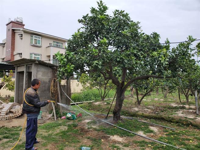 云林县府农业处呼吁正值开花期水果实施果园喷水或增施钾肥，以增加作物耐寒力，图为农友为文旦浇水。（周丽兰摄）