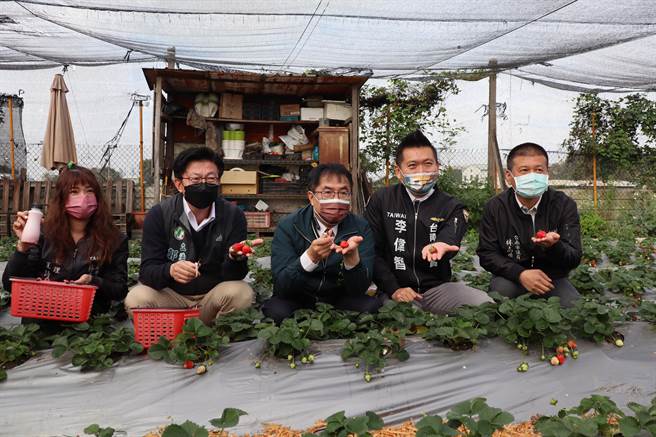 台南善化草莓季活动即将于2月26日至3月25日展开，在地5家业者推出採果8折优惠，台南市长黄伟哲18日特别到善化草莓园採草莓，为活动宣传。（刘秀芬摄）